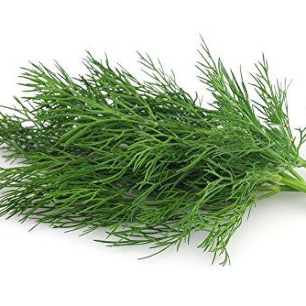 Dill Leaves (Shepu)