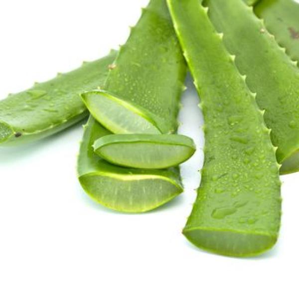 Aloe Vera Leaf