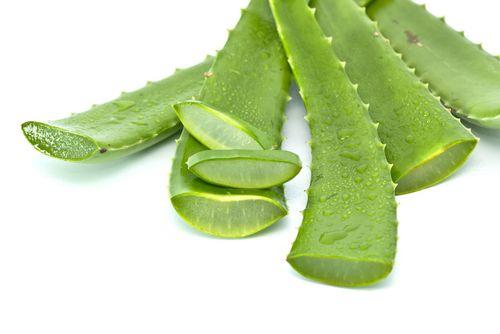 Aloe Vera Leaf