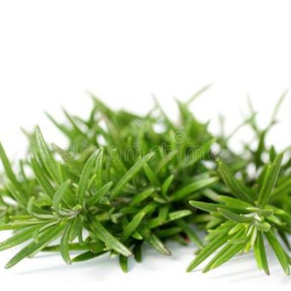Rosemary