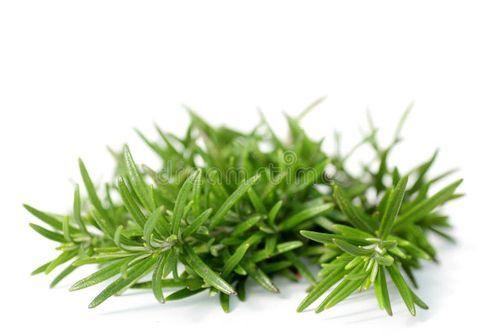 Rosemary