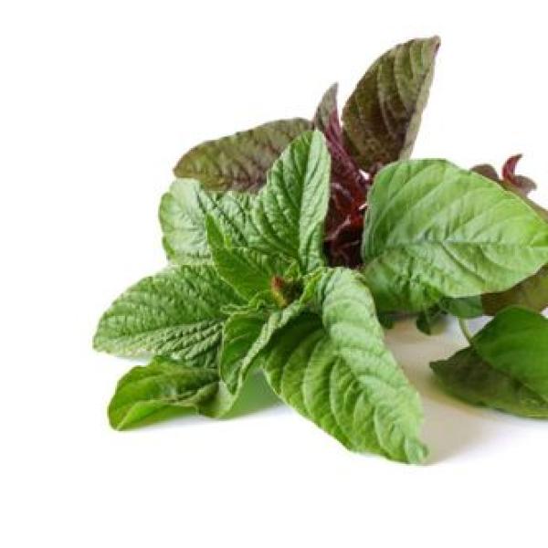 Amarnath Leaves Green