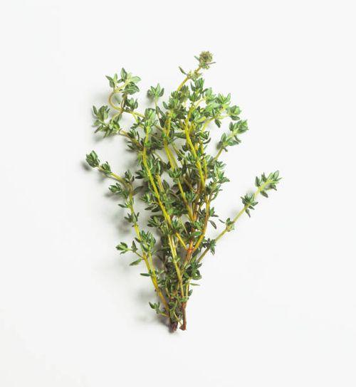 Thyme